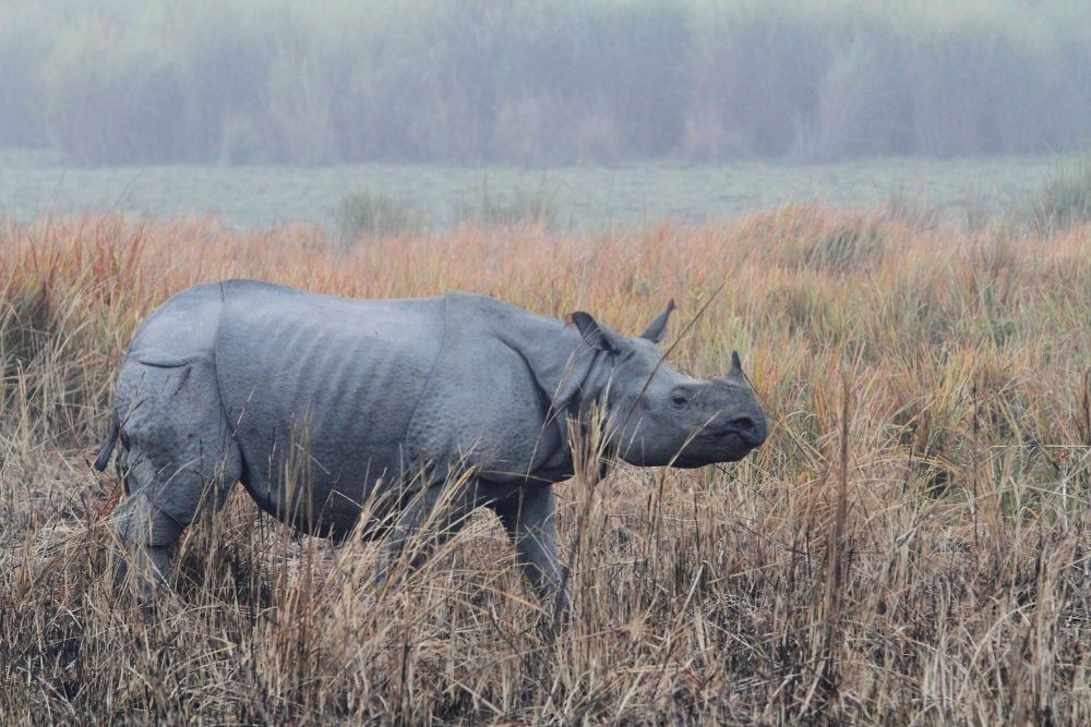 Rhinocéros unicorne -  Kaziranga