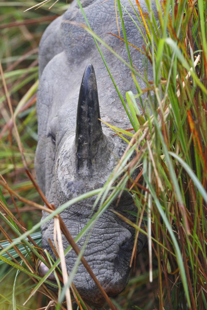 Rhinocéros unicorne -  Kaziranga