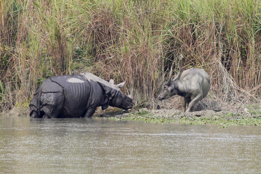 Rhinocéros et buffle d'eau