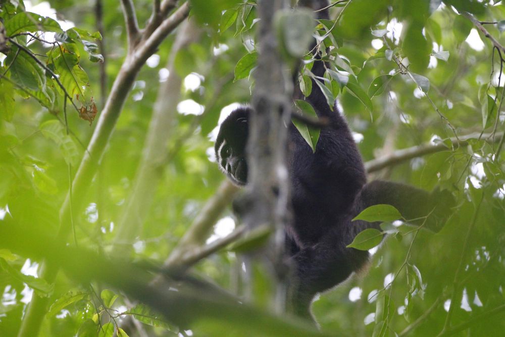 Gibbon hoolock