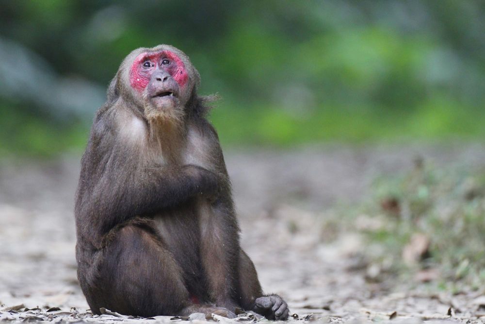 Macaque à face rouge