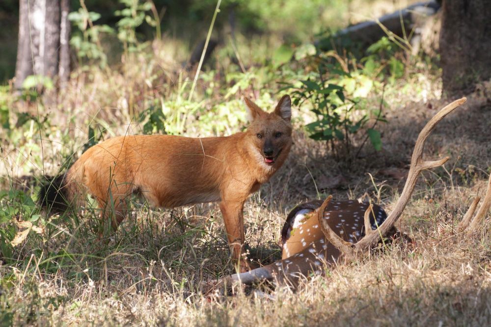 Dhole avec cerf axis