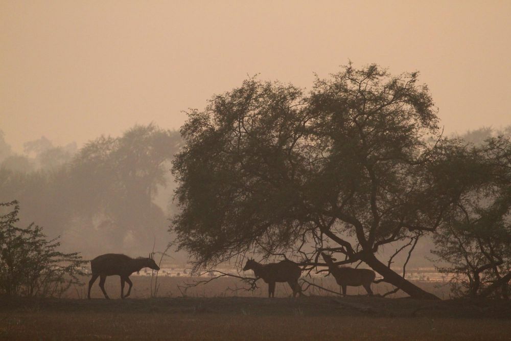 Nilgauts - réserve de Bharatpur