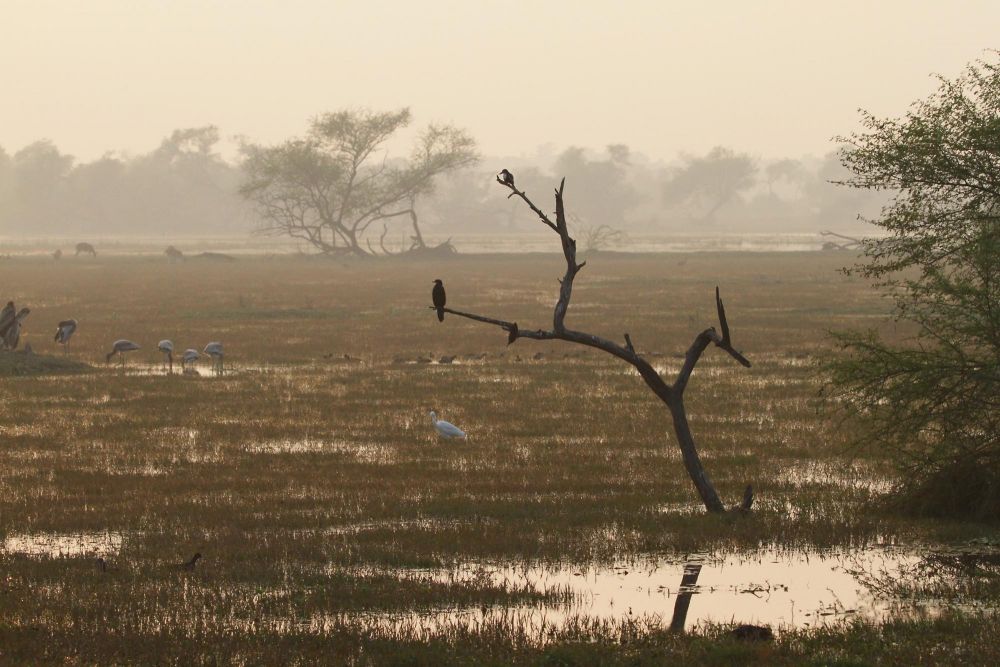 Réserve de Bharatpur