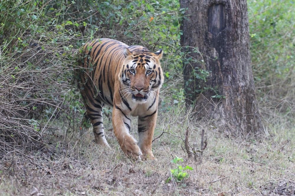 Tigre du Bengale