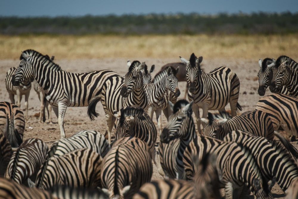 Photo voyage Namibie 32