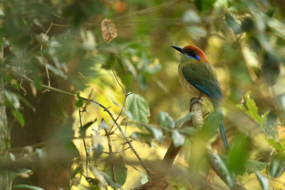 Motmot à tête rousse