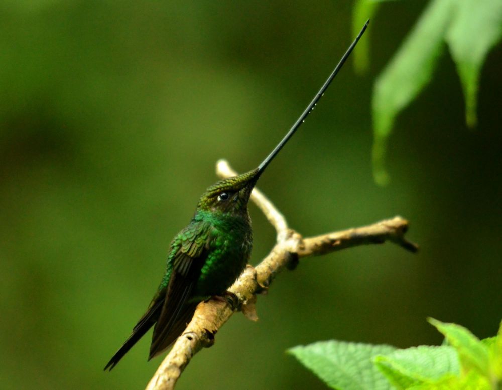 Colibri porte-épée