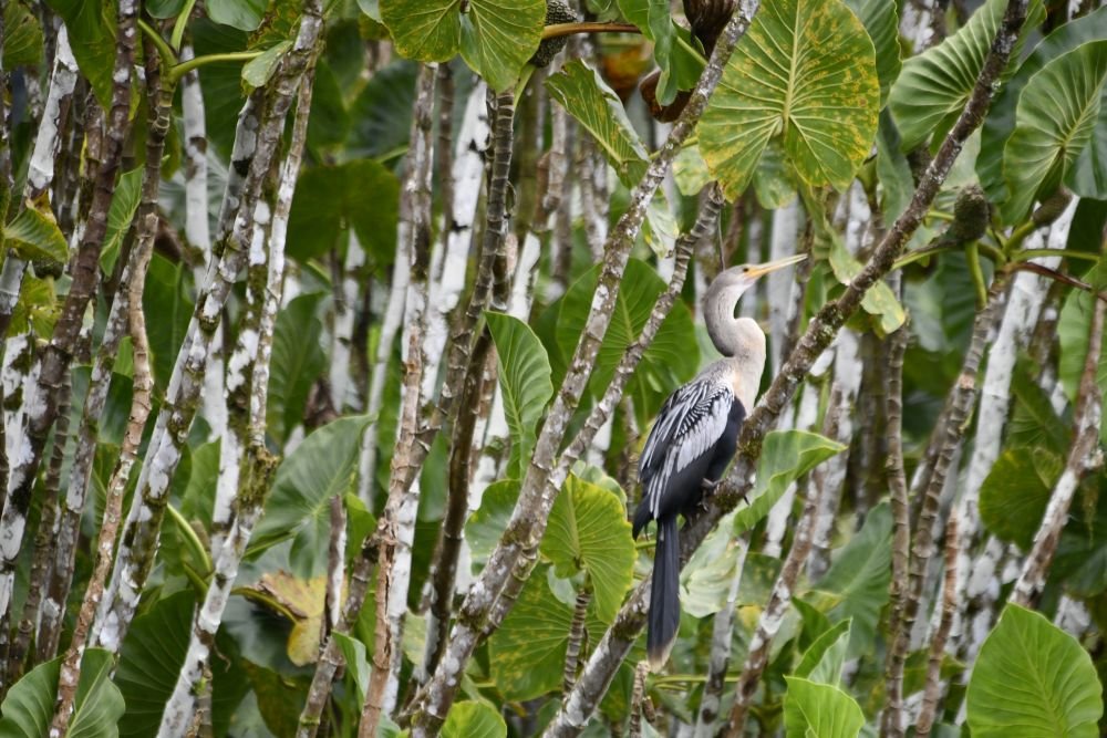 Anhinga d'Amérique