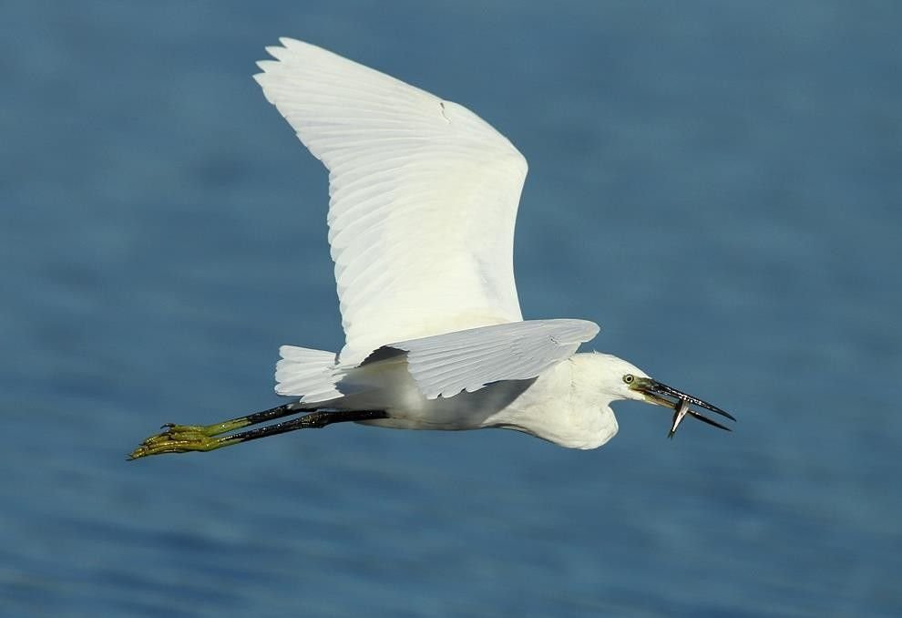 Aigrette garzette