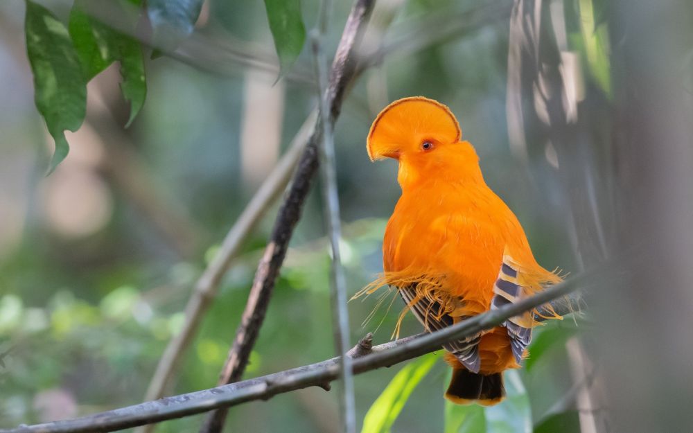 Coq-de-roche orange