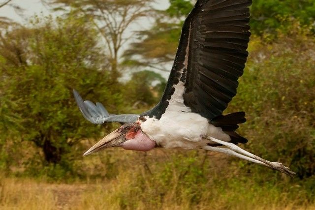 Photo voyage Tanzanie 24