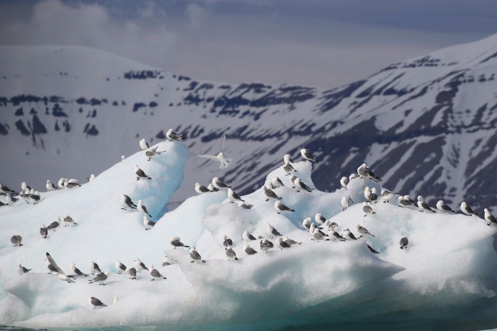 Mouettes tridactyles