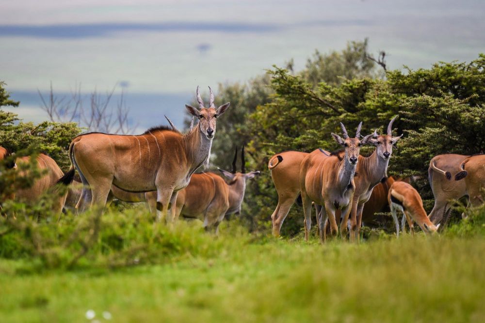 Eland du Cap