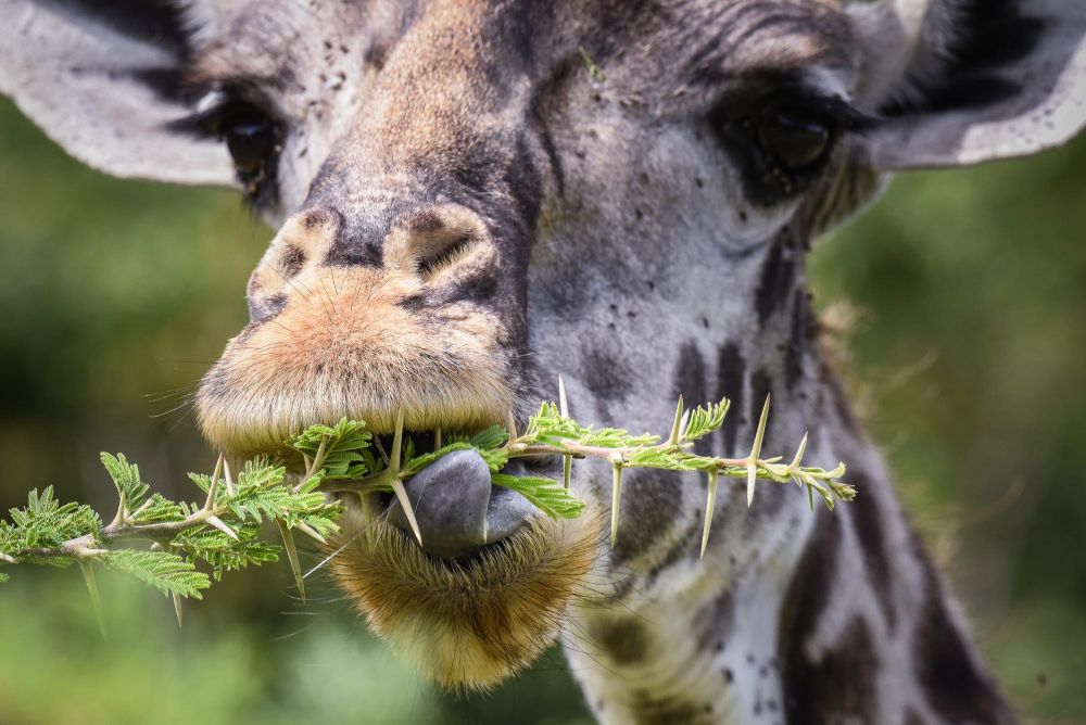 Girafe Maasai