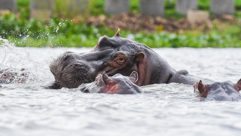 Hippopotames sur le lac Naivasha