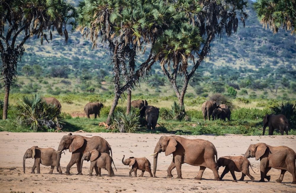 Troupeau d'éléphants, Samburu