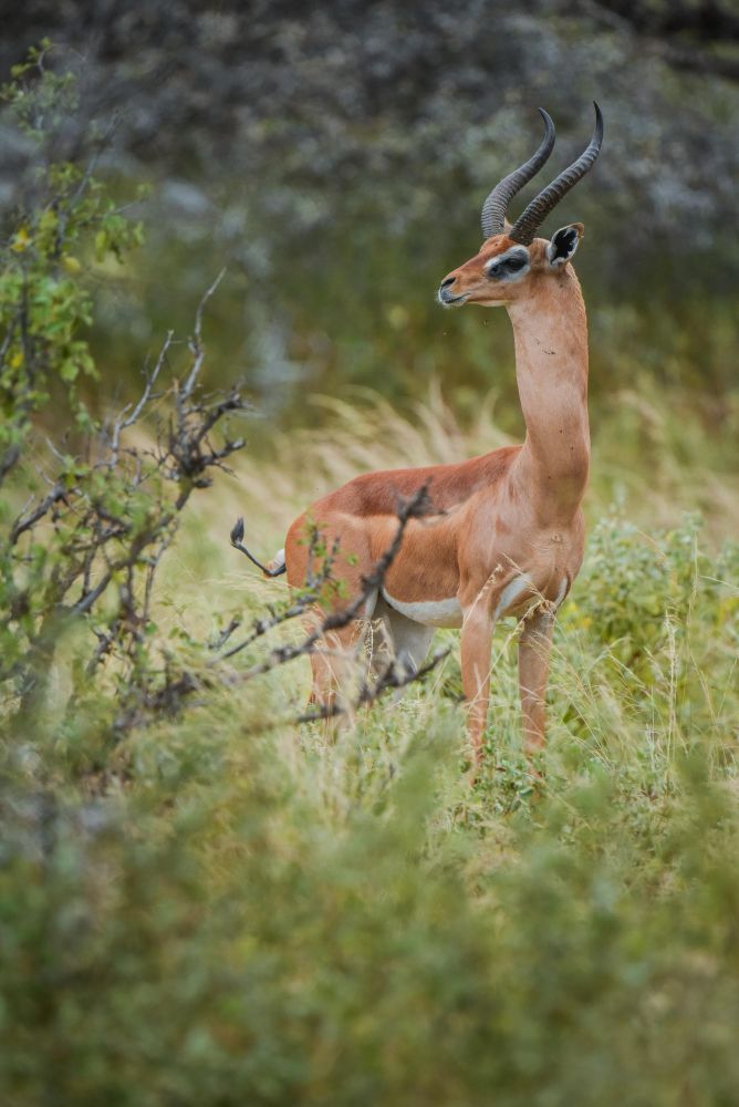 Antilope gérénuk mâle