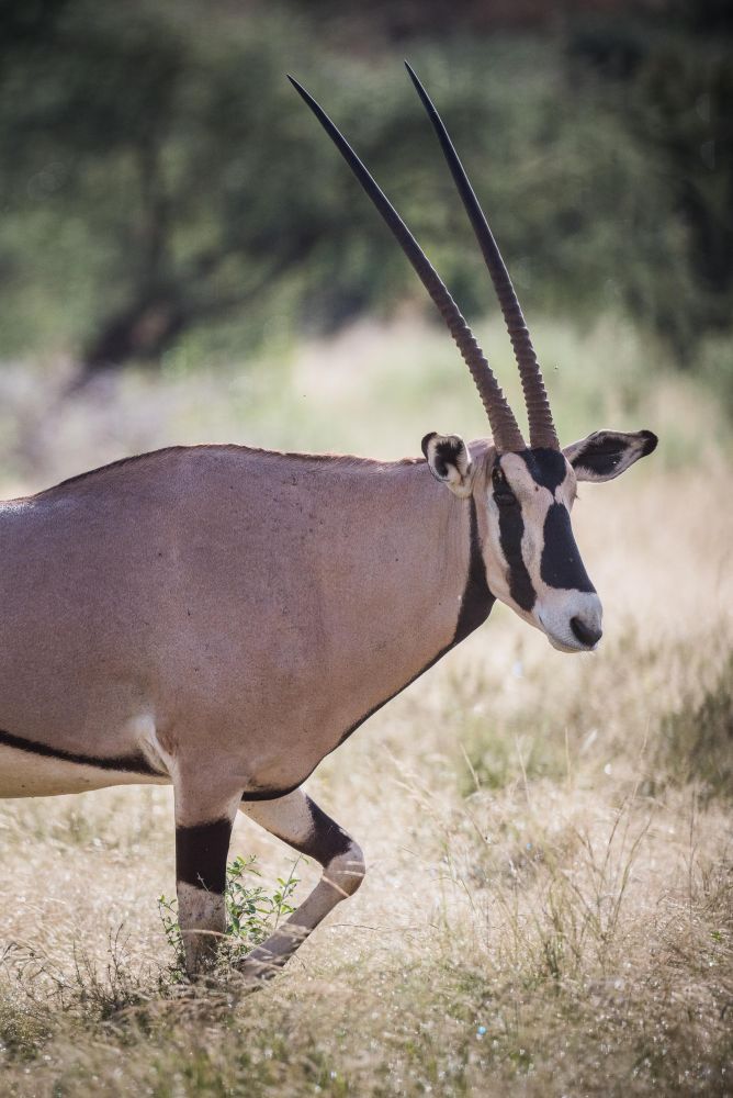 Oryx Beisa - Samburu