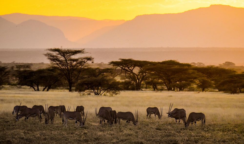 Steppes de Samburu, oryx beisa