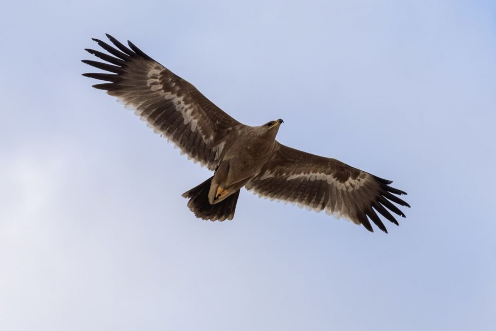 Aigle des steppes