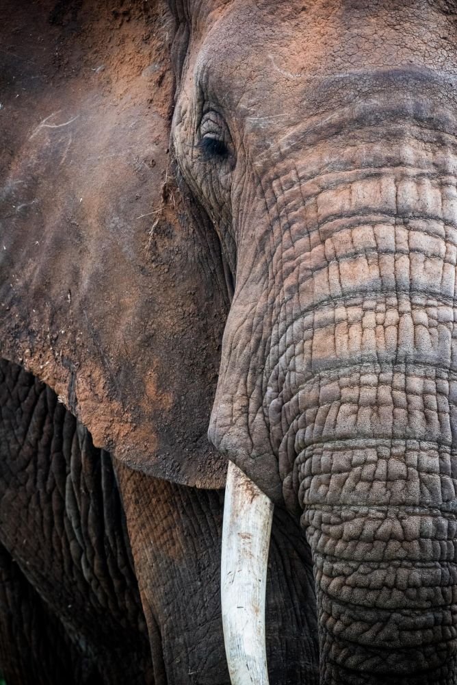 Elephant dans la réserve de Maasai Mara