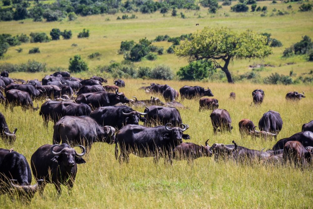 troupeau de buffles, Kenya