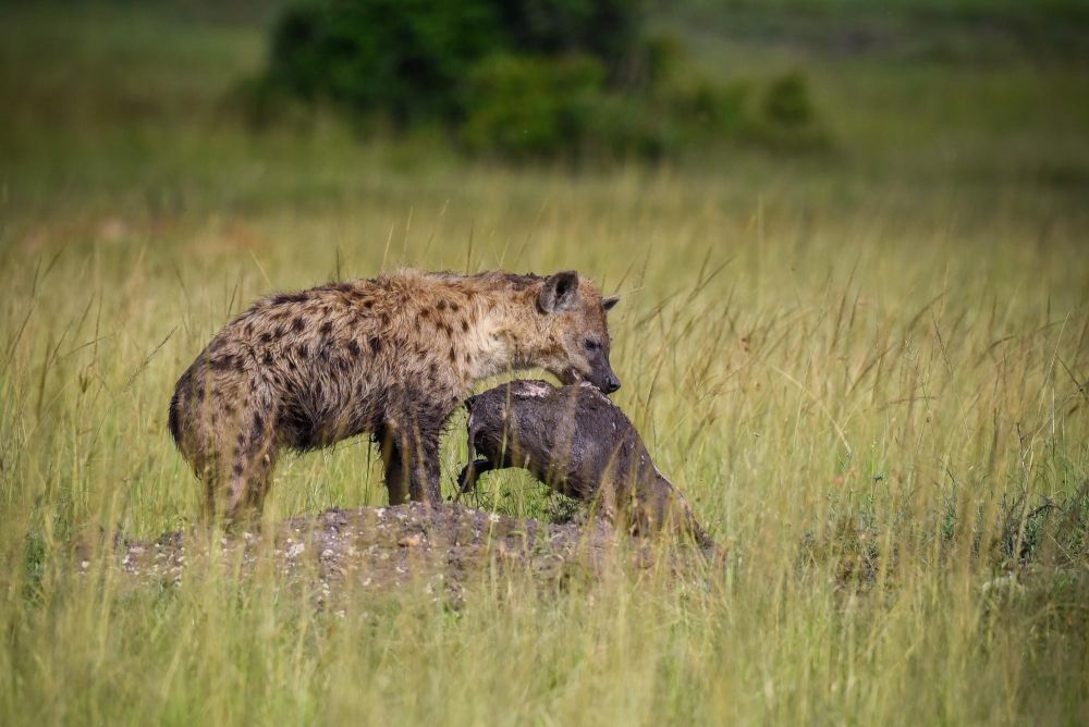 Hyène tachetée Maasai Mara