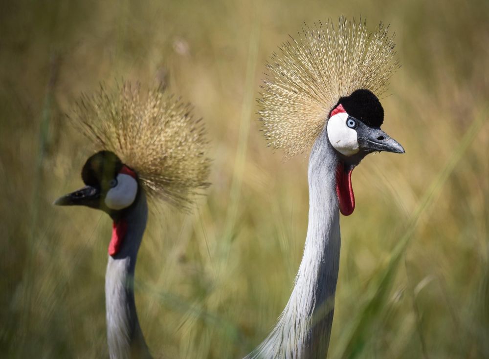 Grue couronnée, Kenya