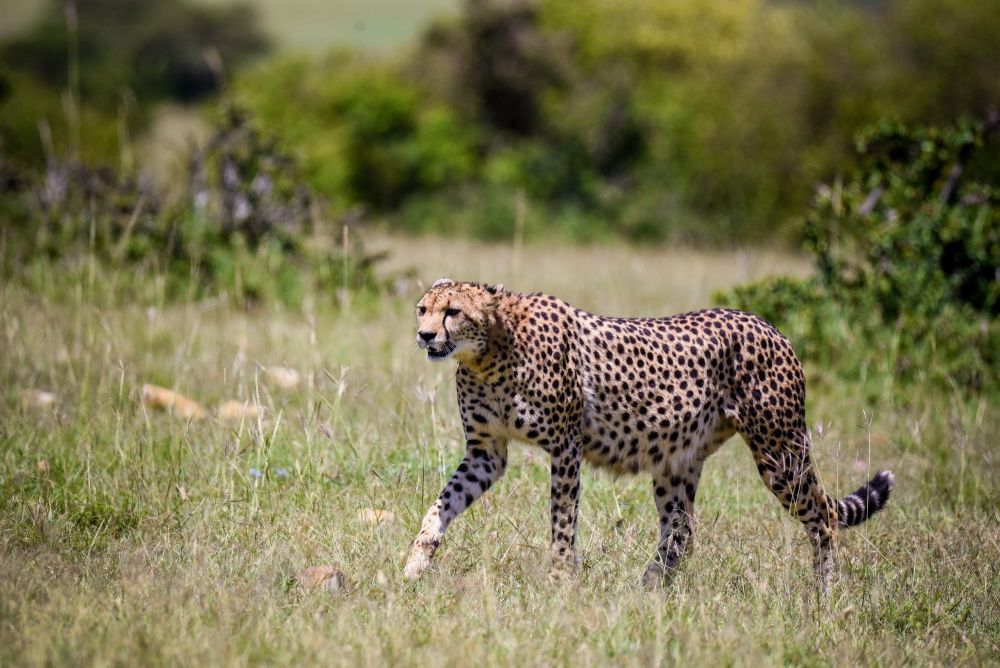 Guépard safari Samburu