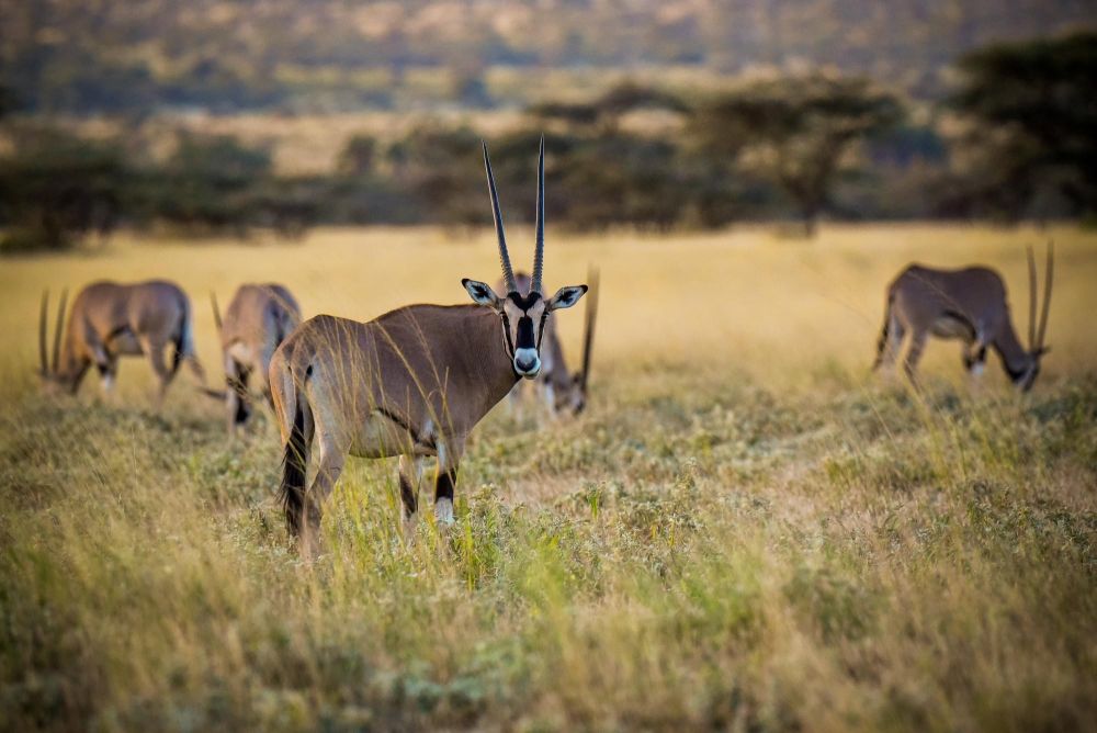 Steppes de Samburu, oryx beisa