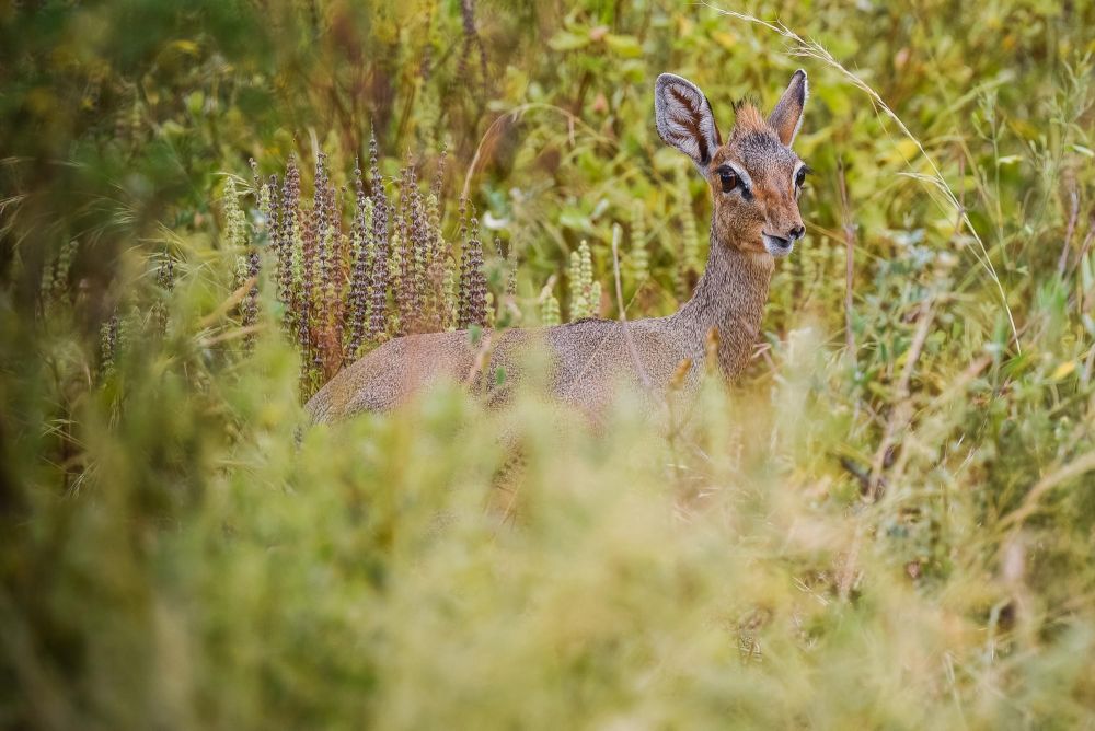 Dik-dik de Kurk