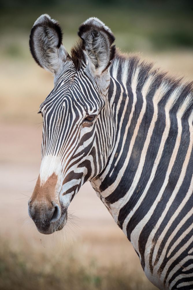 Zèbre de Grévy - Buffalo Springs, Samburu