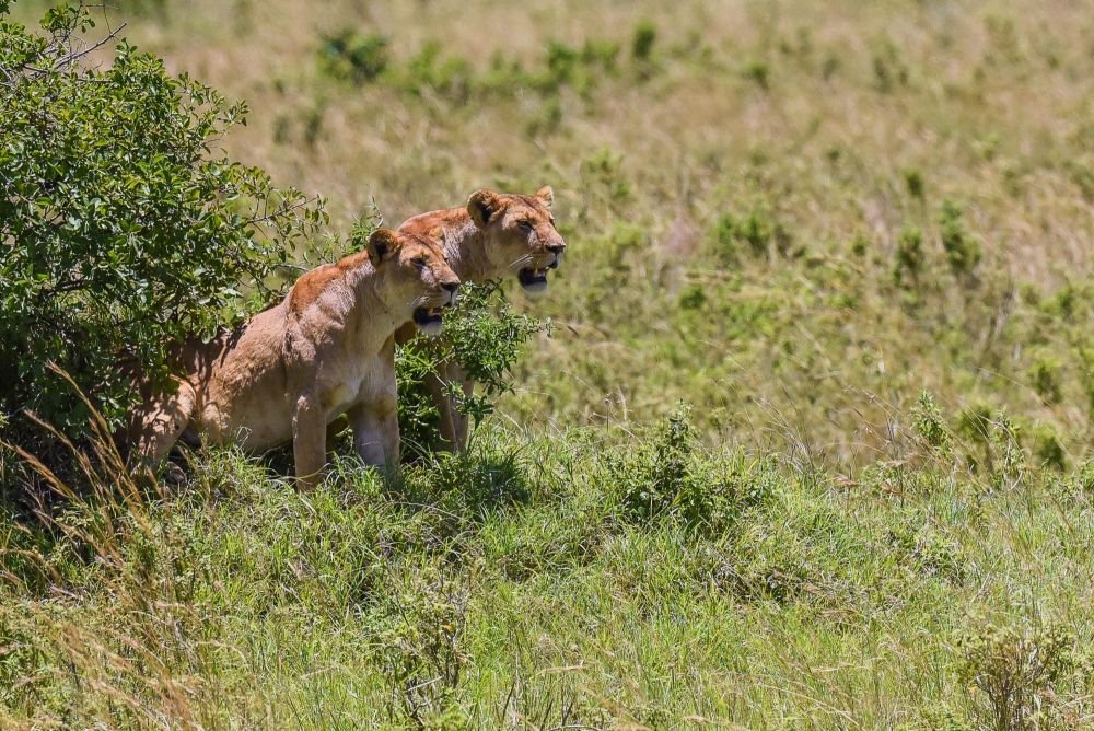 Lion - safari au Kenya