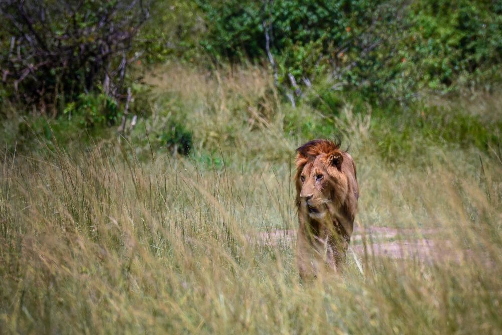 Lion - safari au Kenya