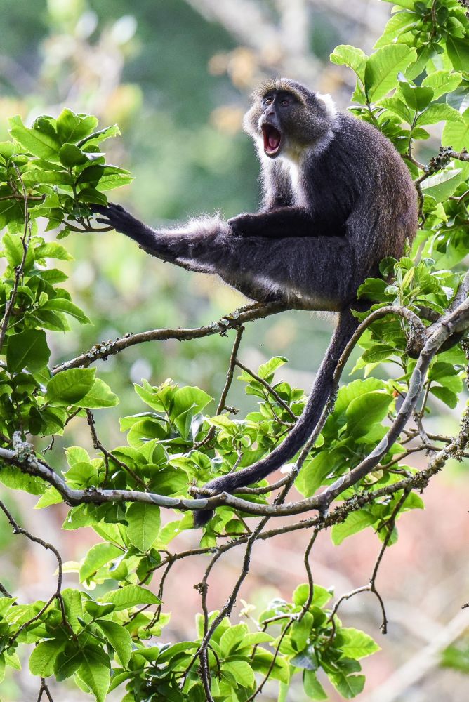 Singe bleu - mont Kenya