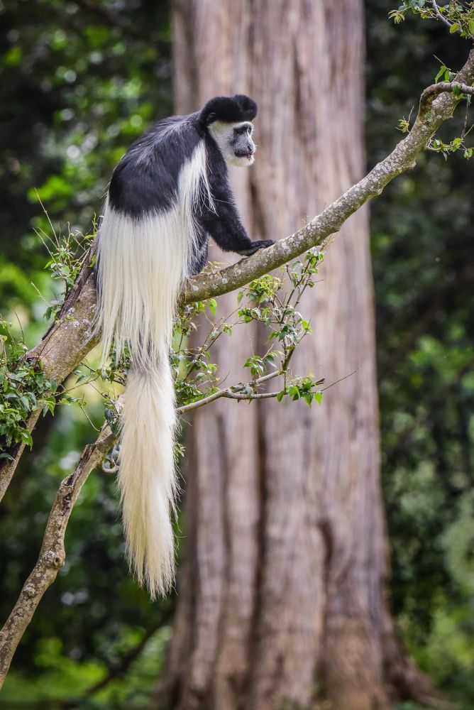 Colobe guéréza - mont Kenya