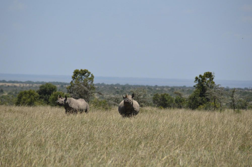 Rhinocéros noir Meru