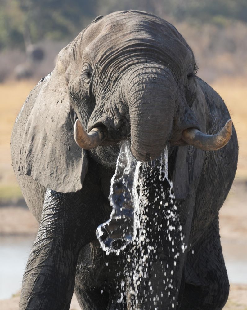 Eléphants à Hwange Zimbabwe