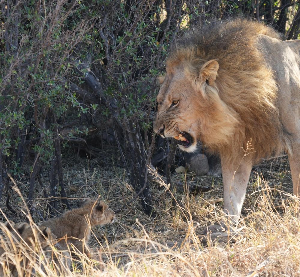 Lions Hwange Zimbabwe