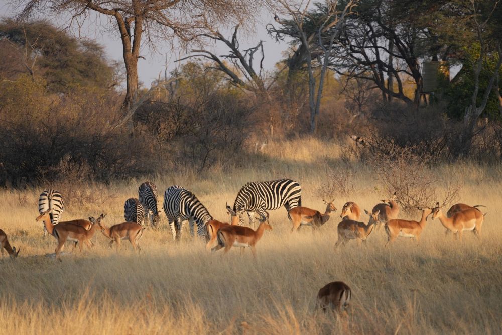 Safari zèbres et gazelles Hwange Zimbabwe