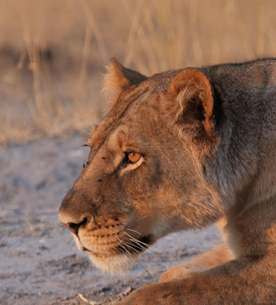 Lion à Hwange Zimbabwe