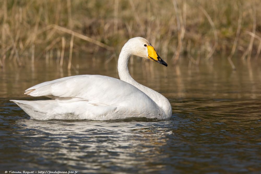 Cygne chanteur