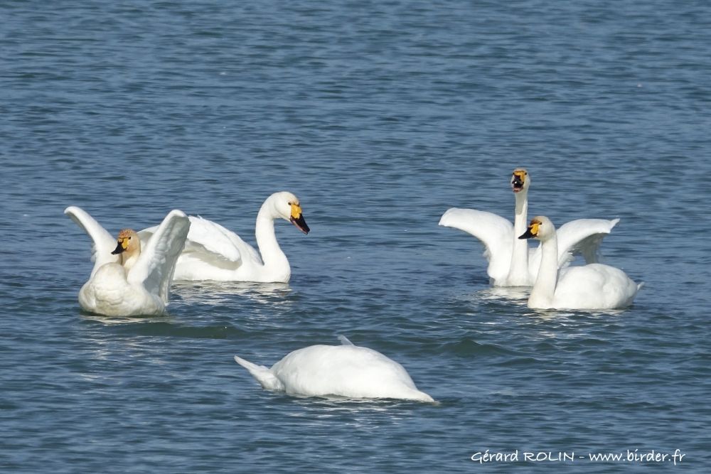 Cygnes de Bewick