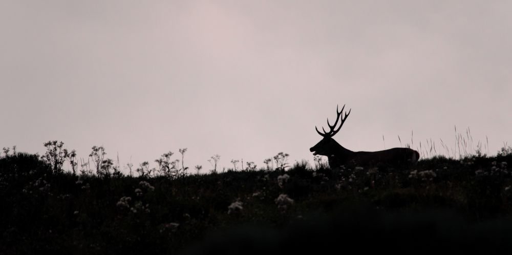 Cerf élaphe