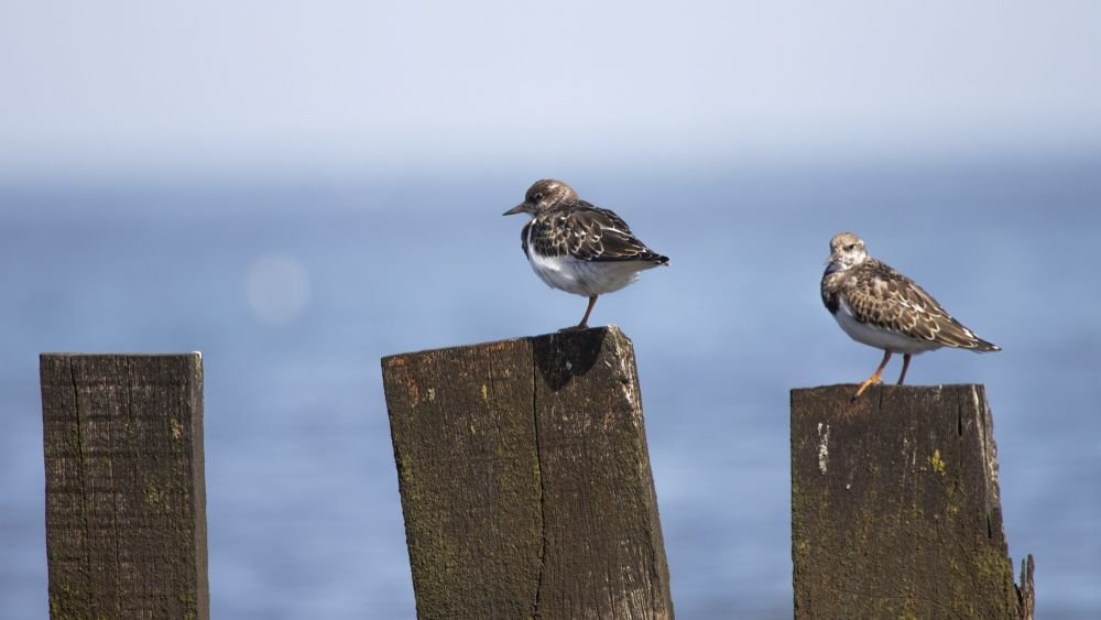 Tournepierres à collier