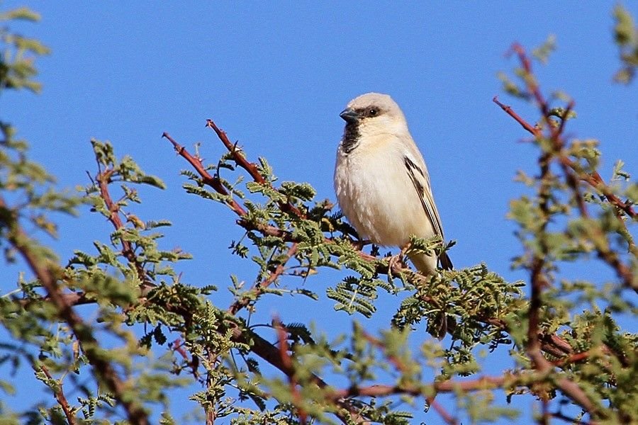 Moineau blanc