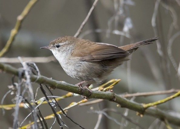 Bouscarle de Cetti