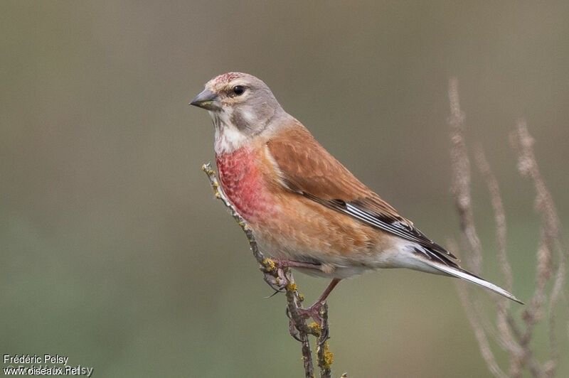 Linotte mélodieuse