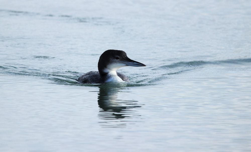 Plongeon imbrin